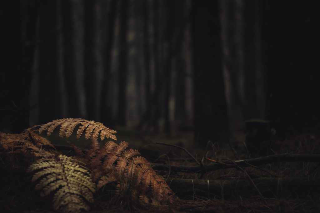 Dreaming of My&nbsp;Queen